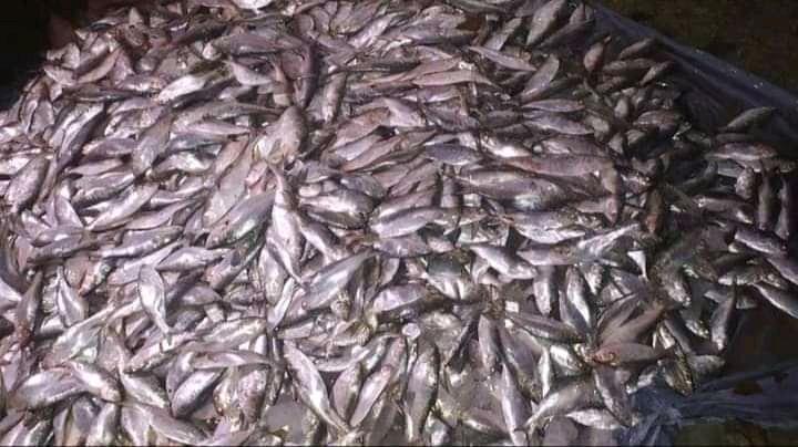 সিন্ডিকেট চক্রের কাছে জিম্মি হিজলার অভয়াশ্রম//