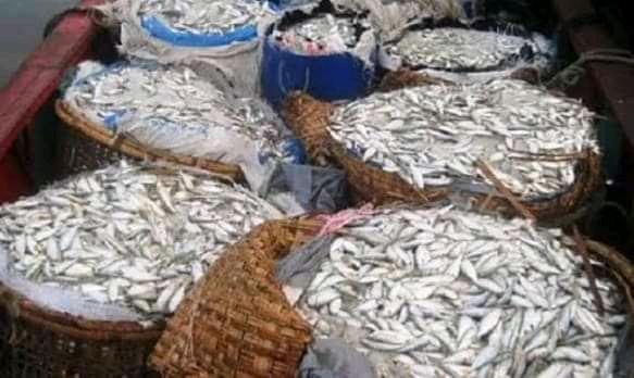 অরক্ষিত হিজলার অভয়াশ্রম,চাঁদাদিলে জাটকা নিধনের সুযোগ না দিলে জেল জরিমানা শিকার।